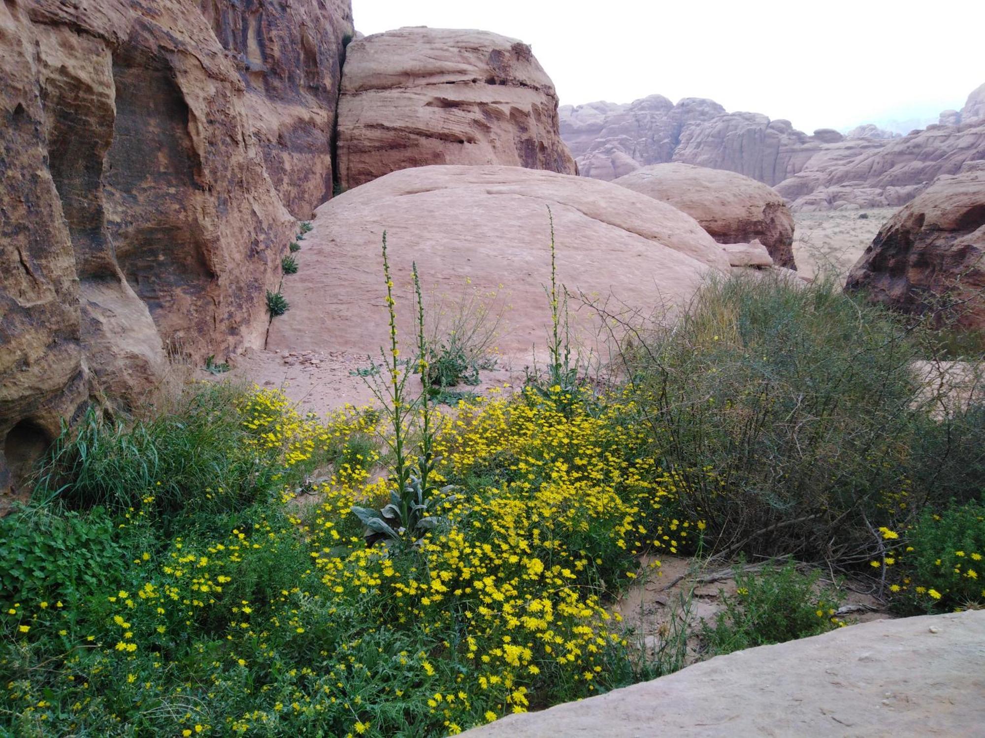 Welcome To Wadi Rum Camp Hotel Exterior foto